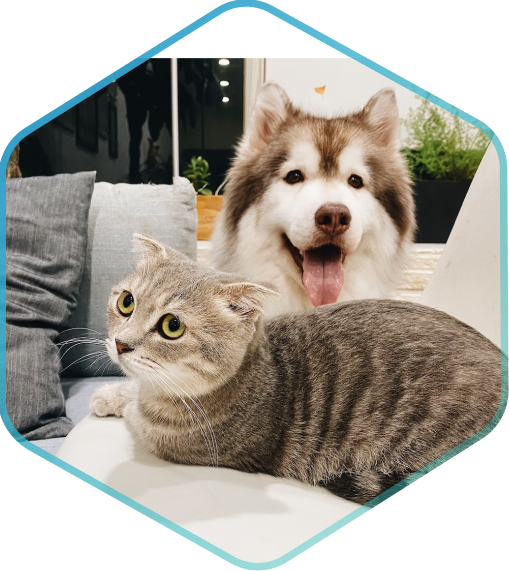 Dog and cat together