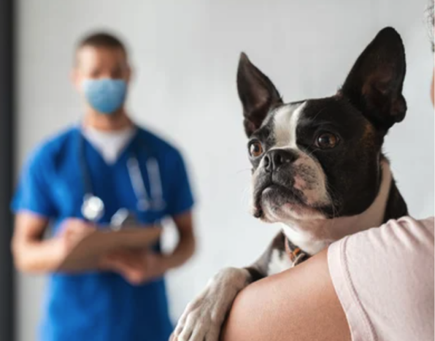 Veterinarian holding dog