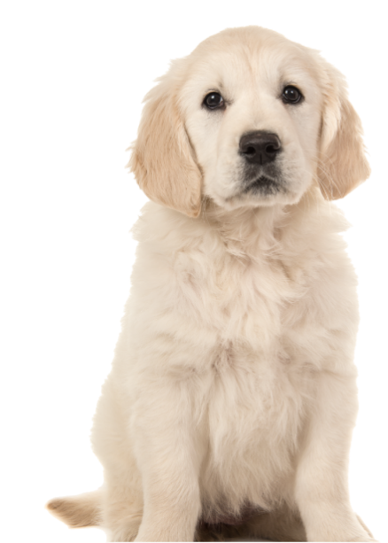 Golden retriever puppy